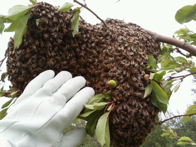 Bees2
