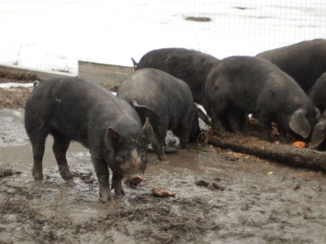 Bandit Farms pigs